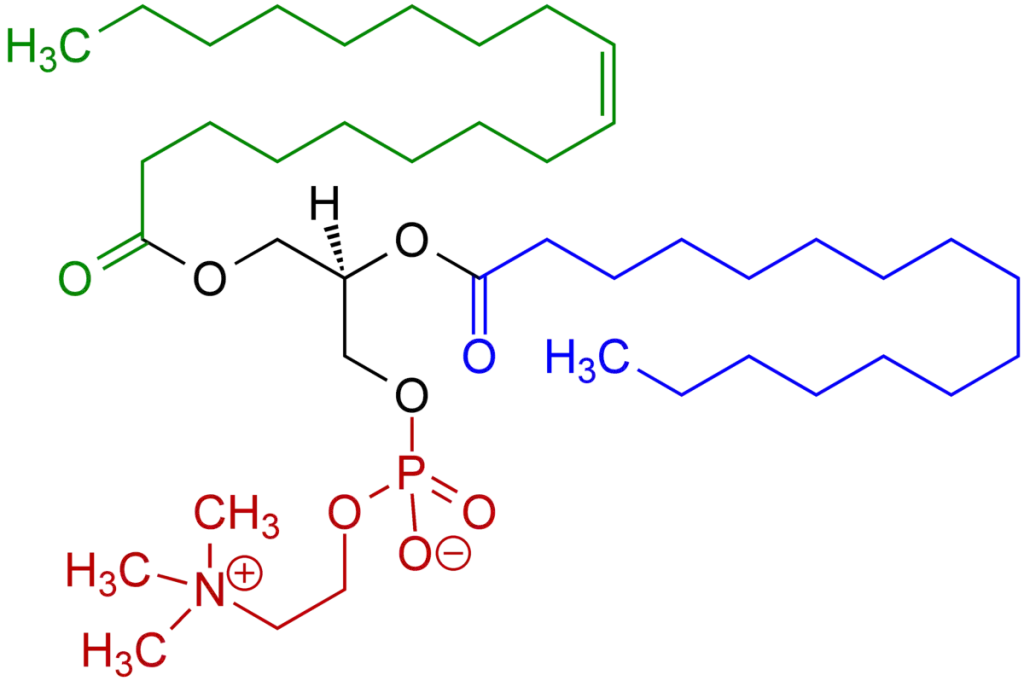 What’s lecithin
